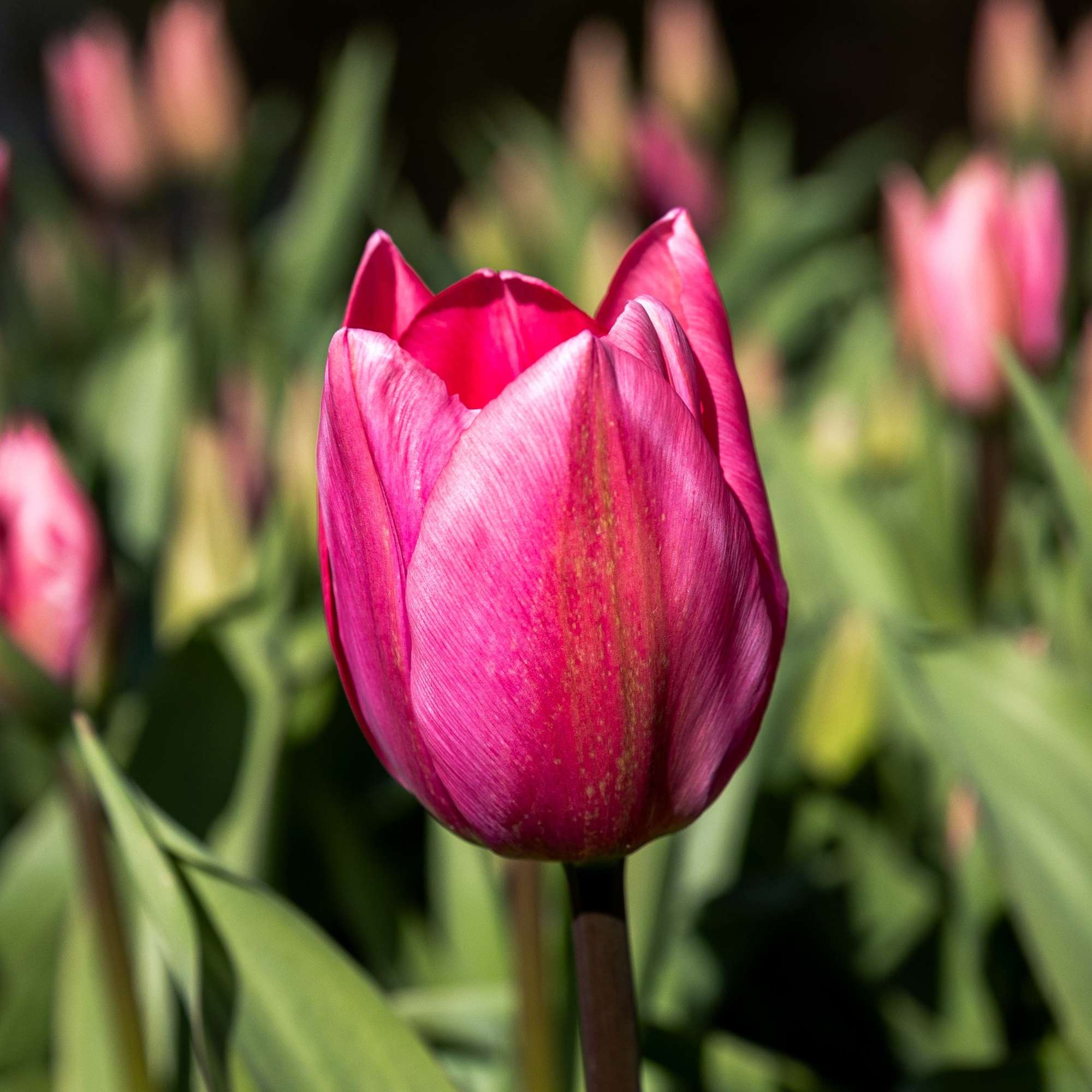 Tulpe 'Big Love'